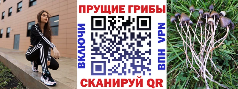 Псилоцибиновые грибы GOLDEN TEACHER  Подольск 